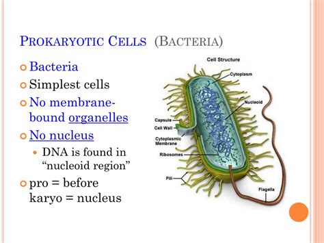 are bacteria more similar to viruses or eukaryotic